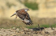 Ferruginous Hawk